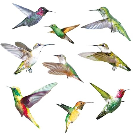 Confezione da 9 Adesivi Biadesivi Anti-Uccelli per Vetri, Autoadesivi, Adesivi Statici Anticollisione Decalcomanie Adesive per Uccelli Adatti per Porte in Vetro in Tutte le Stanze della Casa