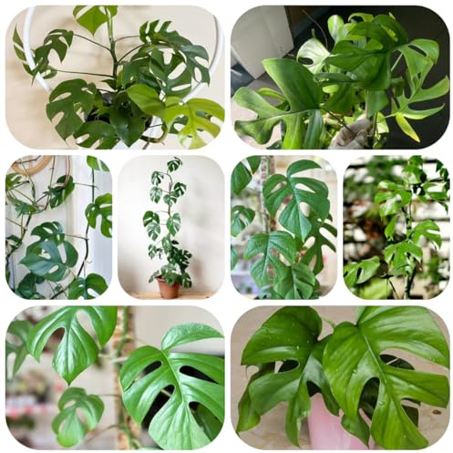 planta monstera - semillas semillas de techo verde de plantas interior planta decorativa árbol bonsái plantas en macetas hierbas para camas elevadas camas elevadas para jardín oficina 85pcs