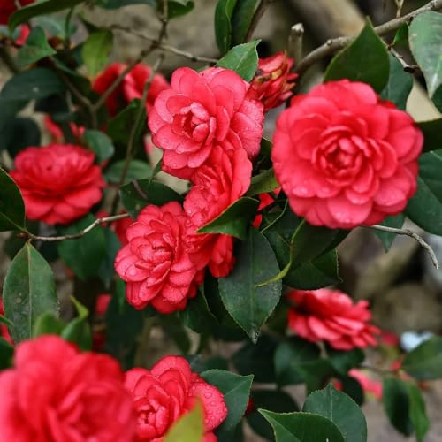semi di camelia, camelie da interno, giardino arbusti sempreverdi resistenti alla giardino resistenti perenni selvatici balcone 180pcs