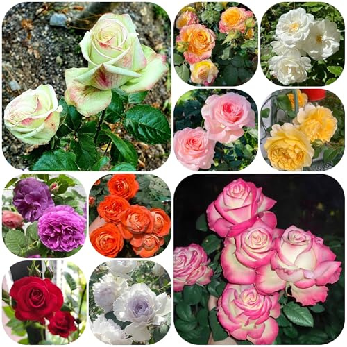 semillas de rosal, rosal trepador de sombra, resistentes, Decoración de jardín para exteriores, balcón, resistentes al aire 120pcs