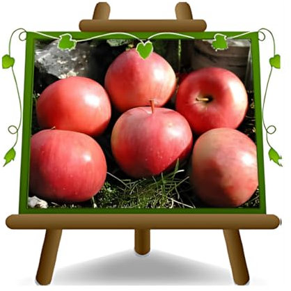 EURO PLANTS VIVAI Melo Abbondanza Rossa – Pianta da Frutto Antico su Vaso ø 26 cm - Altezza 180~200 cm- Età 4 Anni
