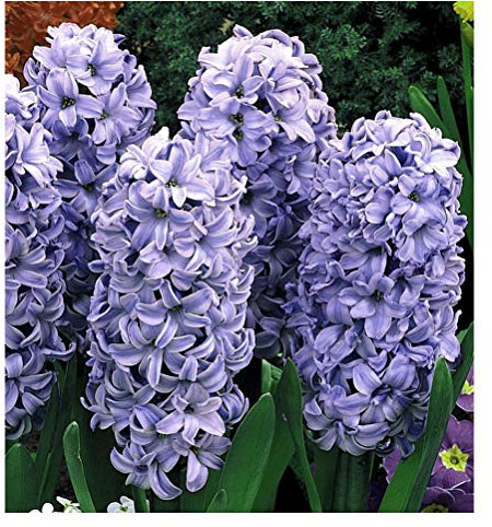 4 x Hyacinth Delft Blue- Fragrant Flowers- RHS Award Winner- for a Beautiful Garden
