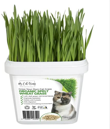 Cat Grass Kit - Spelt Wheat