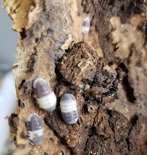6+ Live Panda King Isopod Terrarium, Vivarium, Clean Up Crew, Cubaris, Bioactive Clean Up Crew, Reptile, Amphibian