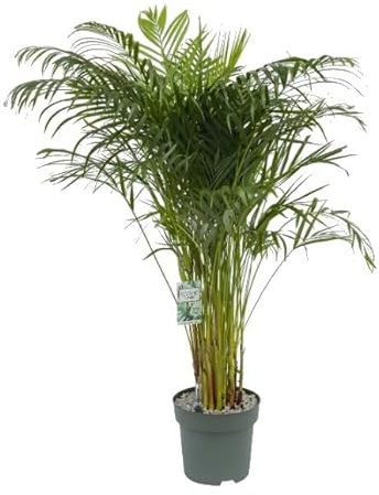 Areca de Salón Grande y Exótica la Palmera Natural de 100cm