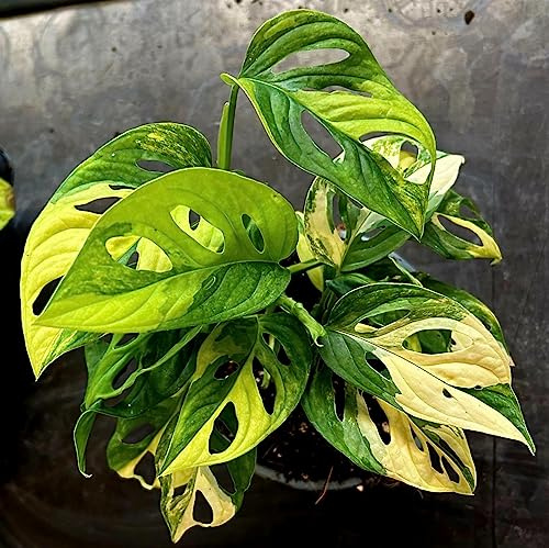 POWERS TO FLOWERS - MONSTERA ADANSONII VARIEGATA AUREA, VASO 14CM DIAMETRO, MONKEY, PHYLODENDRON, pianta vera