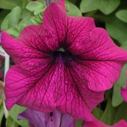 Petunia Ultra semi Borgogna fiori (Petunia hybrida) X 40 + Pellet