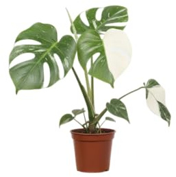 Planta Natural DECOALIVE Monstera Deliciosa Variegata Elegancia Tropical con Variegación Premium