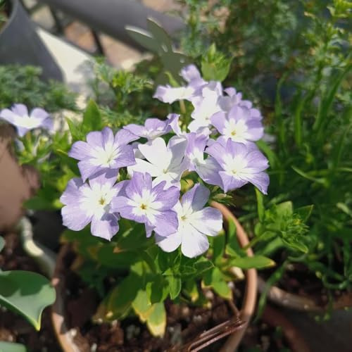 phlox bodendecker - deko wohnzimmer garten winterhart balkon gewächshaus exotische 1500samen