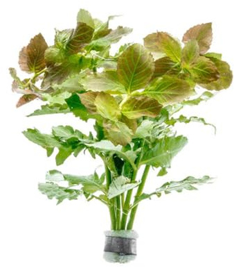SubstrateSource Live Aquarium Stem Plants - Freshwater Aquatic Plant for Fish Tanks, Aquascaping - (Water Wisteria Hygrophila Difformis, 1 Bunch)