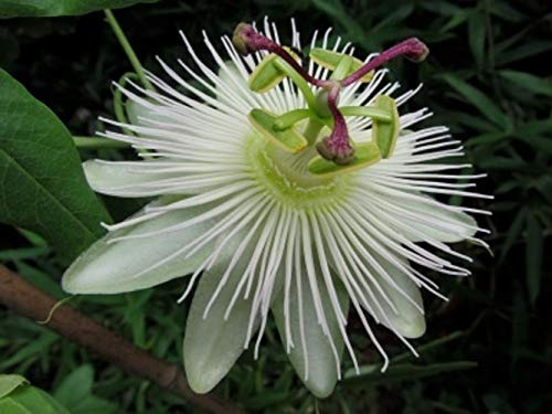 Passionsblume Passiflora Avalanche – ca. 30 cm – Exotische, mehrjährige Kletterpflanze mit weißen Blüten – Winterhart & Bienenfreundlich