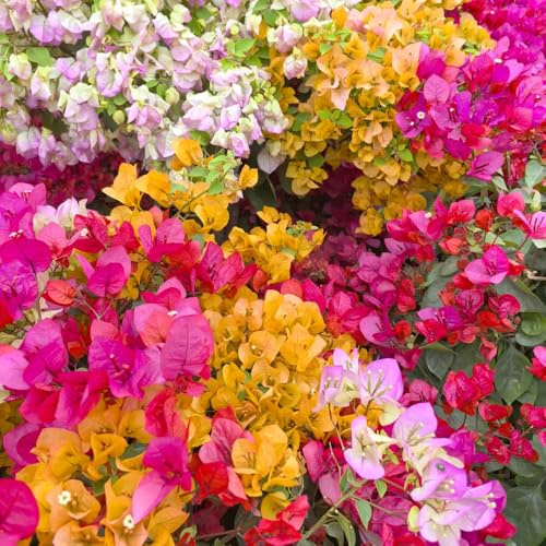 Semillas de buganvilla, Decoración de jardín para exteriores trepadoras resistentes de semillas de exóticas 350pcs