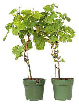 Plant in a Box - Mélange de vins - Vitis ‘Himrod’ et ‘Vanessa’ - Lot de 2 - ⌀21cm - Hauteur 60-75cm