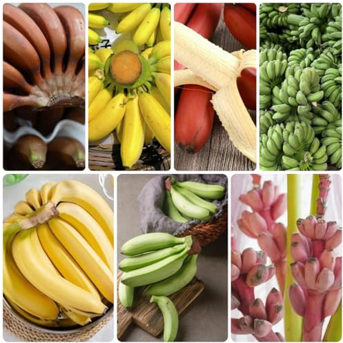 plátanos - semillas de plátano espaldera banano Semillas de decoración jardín al aire libre arbustos rápido crecimiento 225semillas