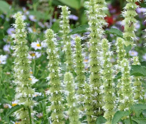 GIANT HYSSOP WHITE - 1200 SEEDS - Agastache Mexicana - Perennial flower