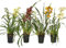 I Giardini di Giulia | Orchidea Cymbidium Ø14 cm H.80 | Pianta Fiorita da Interno con Colori Misti | Fioritura Lunga e Facile Cura