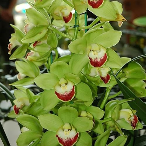 Cymbidium Orchidee-Rhizom Großpackung, Überraschend wachsend, Winterhart Mehrjährig, Geeignet für Frühling und Herbst, Kein Gießen Erforderlich, Leicht Zu ZüChten-3 Rhizom-F