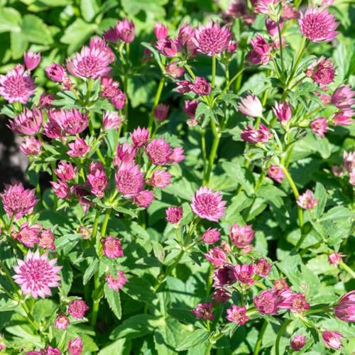 maestra decorative balcone, perenne resistenti giardino rocce semi perenni resistenti ufficio decorazione giardino 200pcs
