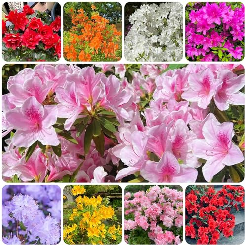 semillas de rododendro de jardín, interior, raras de azalea decorativas, resistentes al exterior 40pcs