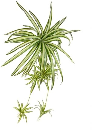 Künstliche Grünlilie Real Touch 80x30x60cm grün-gelb GA Chlorophytum Kunstpflanze wie echt – 6 Ranken mit Ablegern – Hängepflanze pflegefrei für Bad, Büro & dunkle Räume – Deko für Innen & Balkon