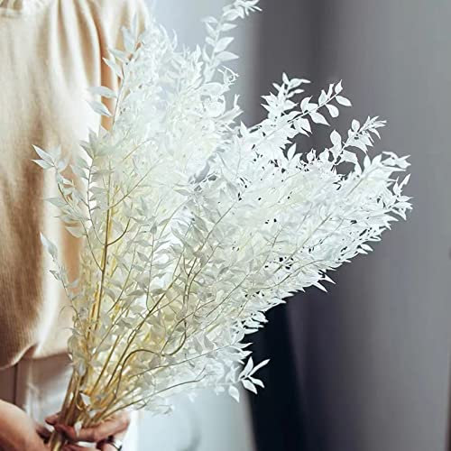 Getrockneter Eukalyptus 5 Stiele weißer Eukalyptuszweig Italienischer Ruscus, 40 cm Natürliche konservierte Blumen für Boho Hochzeit & Heimdekoration.