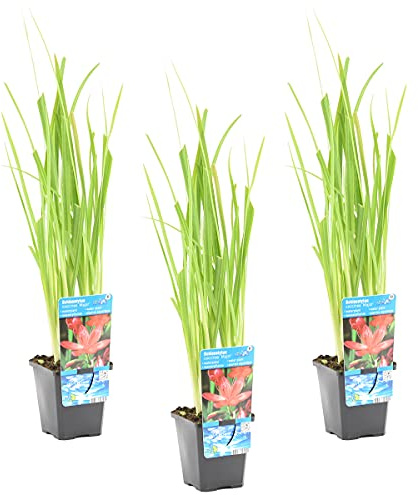 Bloomique - Set de 3 - Schizostylis ‘Mrs Hegarty’ - Lirio Kaffir rosa - Gladiolo de pantano - Plantas de estanque - Acuáticas - Resistente al frío - Altura 10-20 cm - Maceta 9 cm