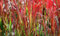 Japanisches Blutgras 'Red Baron', 1L Topf, 40 cm Höhe, Winterhart, Violett, Sonnenlage