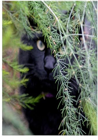 3dRose Beverly Turner Cat Photography - Black Cat in The Asparagus Leaves - Towels (twl-202266-2)