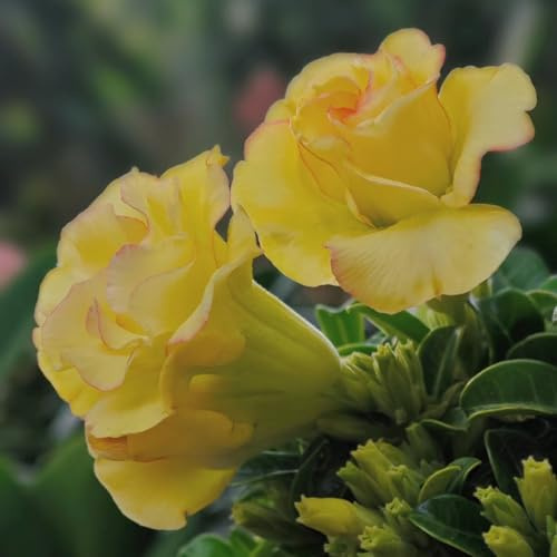 rosa del desierto en Adenium obesum con, de, exóticas Cubresuelos resistentes exterior de balcón interior exóticas trepadoras 3semillas