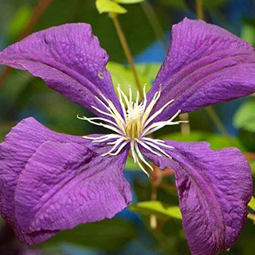 Clematis 'Jackmanii'- Clématite 'Jackmanii' 50-60 cm en conteneur