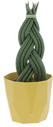 KENTIS - Sansevieria Cylindrica Braid - Piante Purifica Aria da Interno Vere - H 30-40 cm Vaso Ø 12 cm
