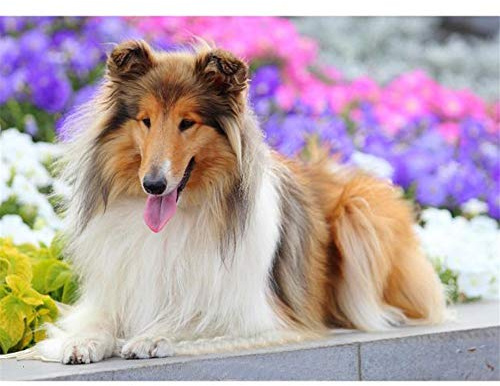 5D DIY Diamant Malerei Kits Collie Hund Full Bohrer Crystal Strass Erwachsen Kreuzstich Stickerei Diamond Painting Mosaik Bilder Home Wall Dekoration Handwerk Geschenk 50x70cm/20x28in A2008
