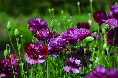 Poppy 'Burgundy Bigalow' Field Poppy Papaver Rhoeas Hardy Annual Summer Flowering Garden Plants Grow Your Own 1 x Seed Packet (500 Poppy Seeds) Poppy 'Burgundy Bigalow' by Thompson and Morgan