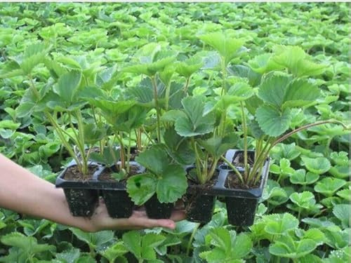 Set 10 STÜCK Hängeerdbeere Kletterdbeere Erdbeerpflanzen ERDBEEREN in Topf mehrjährig winterhart