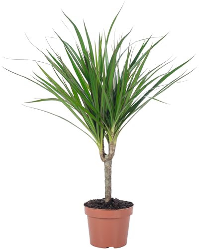 Drachenbaum - pflegeleichte Zimmerpflanze, Dracaena Marginata - Höhe ca. 35 cm, Topf-Ø 12 cm