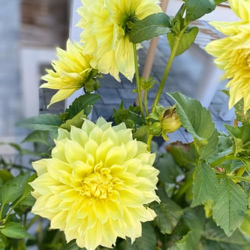 12bulbi tuberi di dalia - rare, balcone acquistare tuberi di dalia da balcone, decorazione da giardino esterno trice