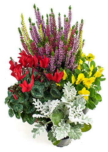 Herbst Blumenset Nr.4 Calluna vulgaris Trios Milka, Alpenveilchen, Viola Stiefmütterchen & Silberblatt
