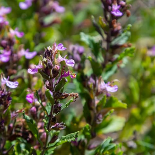 Teucrium lucidrys - 6 plantes - Diamètre : 9 cm - Hauteur : 10-25 cm - Demi-arbuste à feuilles persistantes - Compatible avec les coupures - Pour haie, rocaille et jardins modernes