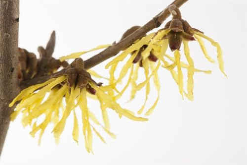Zaubernuss Hamamelis x intermedia Pallida 60-80 cm Strauch winterhart | Gelbe Blueten im Winter, duftend, robust, langlebig, ideal als Solitaer, anspruchslos in der Pflege