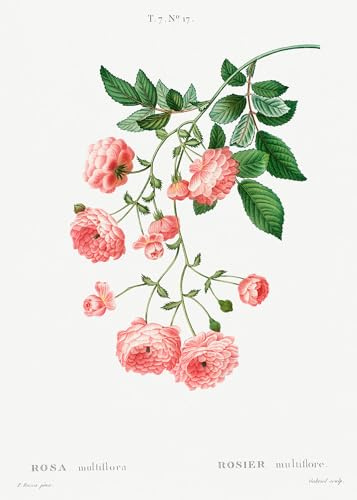 Eurisko Studios Botanical Plant Print - Rambler Rose (Rosa multiflora) by Pierre Joseph Redoute Art Print