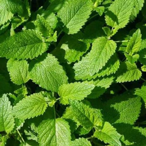 zitronenmelissesamen seltene trockenresistent 550pcs