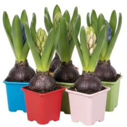 Set DECOALIVE Seis Jacintos Naturales Ideal para Crear Rincones Alegres y Aromáticos