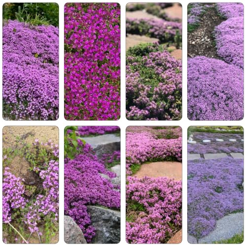 Kriechender Thymian extrem winterharte kübelpflanzen bonsai topf indoor kräutergarten blumenwiese herbstaussaat mehrjährig blumenstauden winterhart exotische zimmerpflanzen 700samen