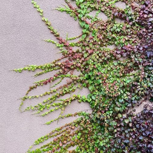 vite vergine - parthenocissus tricuspidata rampicanti appendere per 500semi