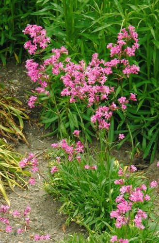 Lychnis viscaria 'Feuer' 9x9 cm Topf – Winterhart, Mehrjährig, Pflegeleicht – Pechnelke – Staude für Steingarten & Beet