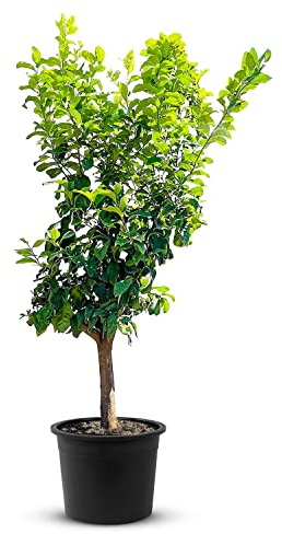 TropicTrees Citronnier d'une hauteur de 200-250 cm et d'une circonférence de tronc de 18-20 cm | Citrons pour le jus, comme ingrédient des épices et comme plante ornementale