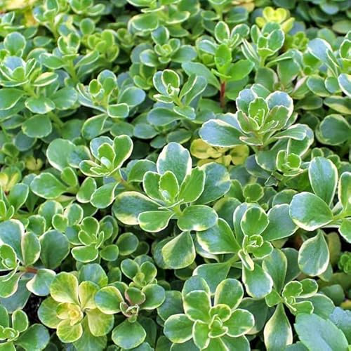 6 x Sedum Kamtschaticum 'Variegatum' - Perenni Vaso 9cm x 9cm