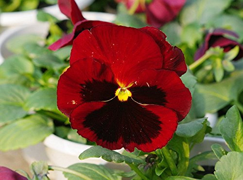 Pensamiento Rojo Semi, semi Escarlata Viola, Rosso Viole del pensiero 50 piezas