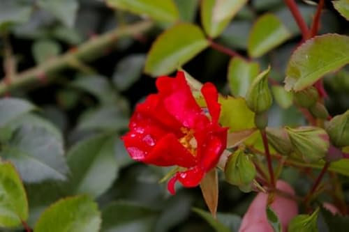 Rosa Sommerabend® - Bodendeckerrose - Kordes-Rose - ADR-Rose -