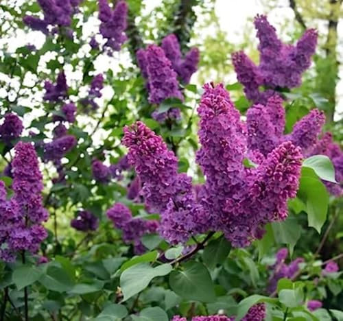 60pieces Purple Common Lilac Flower Seeds